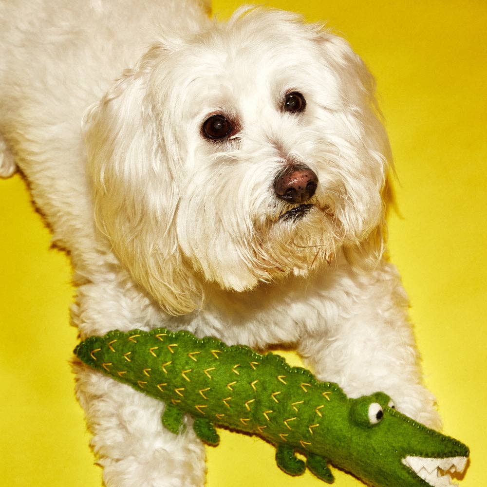 Boiled Wool Alligator