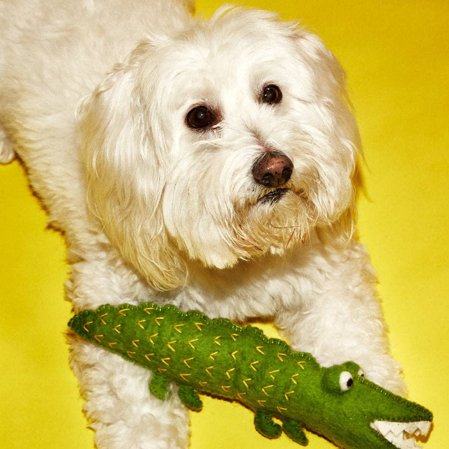 Boiled Wool Alligator